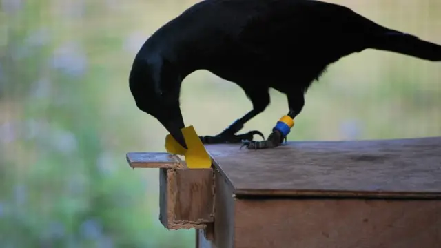 Illustrative example of crow vending machine
